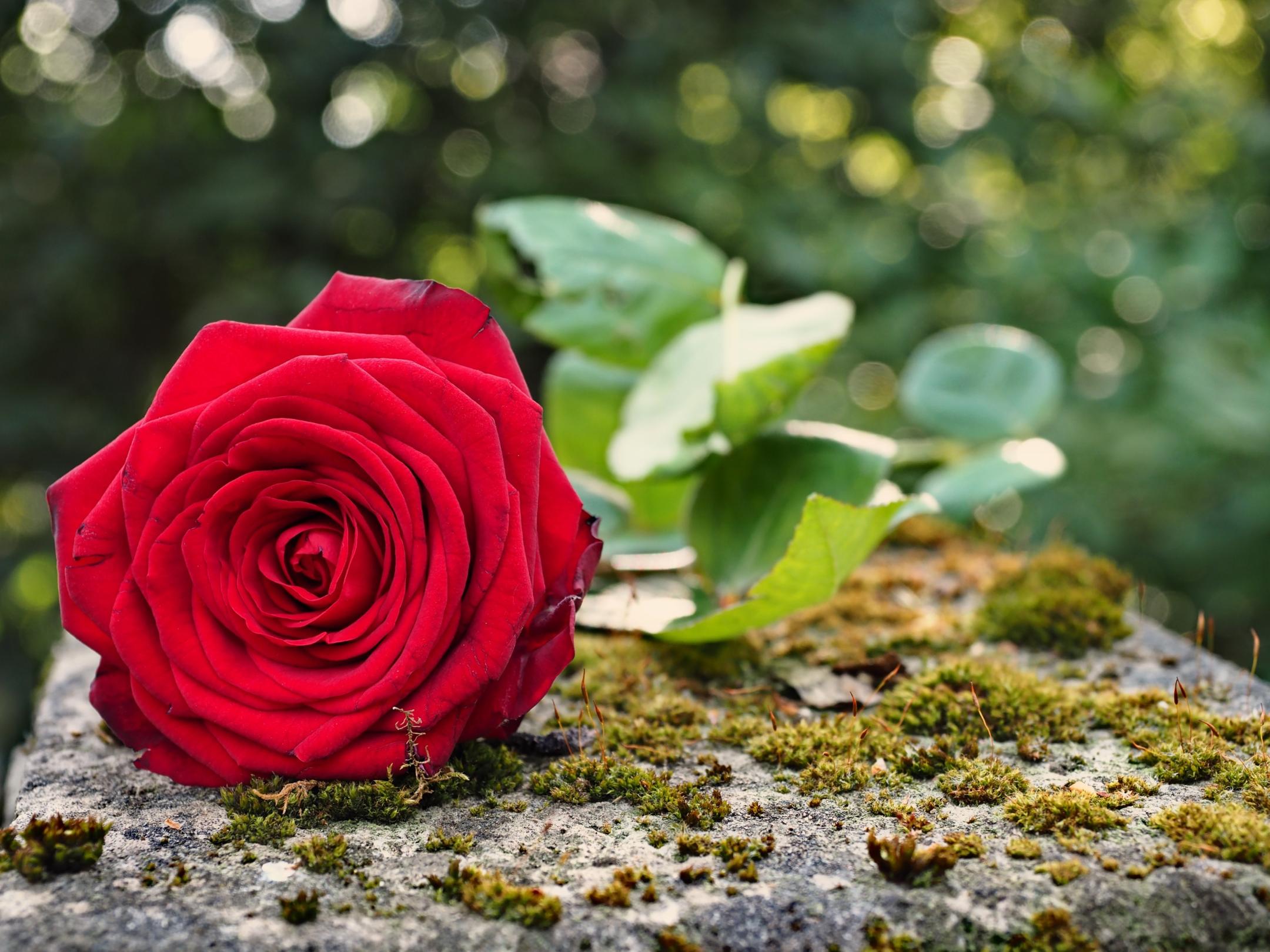 toralt-rose-5107753